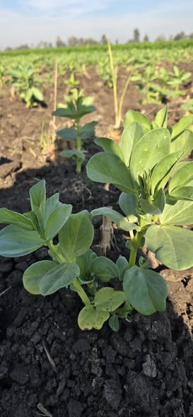 السلام عليكم
الفول ده عمر ٣٢ يوم في اصفرار من تحت تم رشه من اسبوع رش حشري لمبادا محتاج ايه دلوقتي